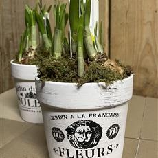 Mini Daffodil Planter 