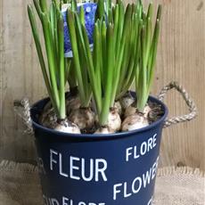 Pot of fleur 