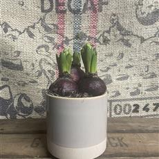 Hyacinth Planter 