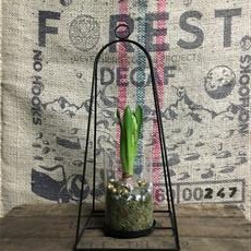 Hyacinth hanging lantern 