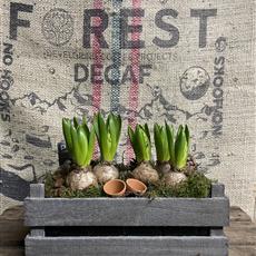 Hyacinth crate