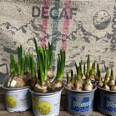 Spring Garden Bulbs 