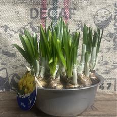 Tete a Tete bowl planter  