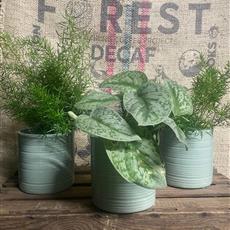 Trio of Plants